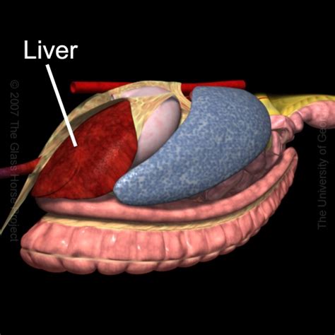 trans colico|COLIC 